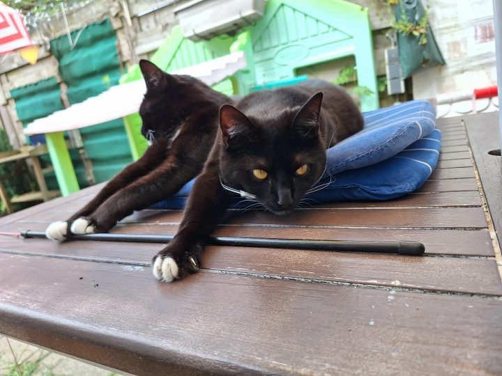 KeeK op de WeeK 23- Kiespijn, Tandarts, Pasta, Kapsalon en een Badje voor de Katten! 22 kiespijn KeeK op de WeeK 23- Kiespijn, Tandarts, Pasta, Kapsalon en een Badje voor de Katten!