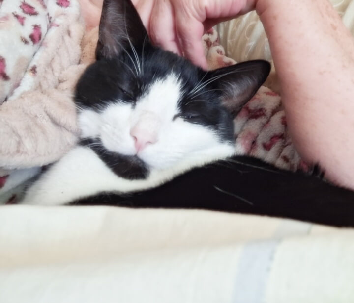 KeeK op de WeeK 27- Jarige Piet, Tanden, Kapper en Kattenhaters.... 17 kattenhater KeeK op de WeeK 27- Jarige Piet, Tanden, Kapper en Kattenhaters....