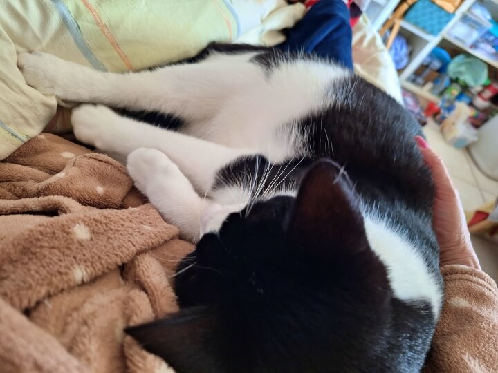 KeeK op de WeeK 27- Jarige Piet, Tanden, Kapper en Kattenhaters.... 15 kattenhater KeeK op de WeeK 27- Jarige Piet, Tanden, Kapper en Kattenhaters....