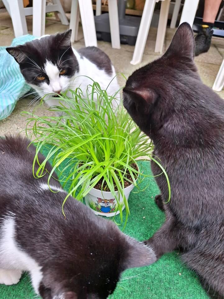 KeeK op de WeeK 33- Verjaardagsfeest, Lekkere Hapjes & Glas in Taco ? 9 verjaardagsfeest KeeK op de WeeK 33- Verjaardagsfeest, Lekkere Hapjes & Glas in Taco ?