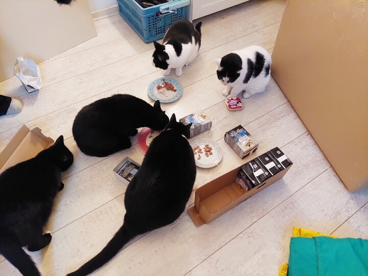 KeeK op de WeeK 7- Jarig, Kaartjes, Katten, Roti en Cadeautjes! 19 jarig KeeK op de WeeK 7- Jarig, Kaartjes, Katten, Roti en Cadeautjes!