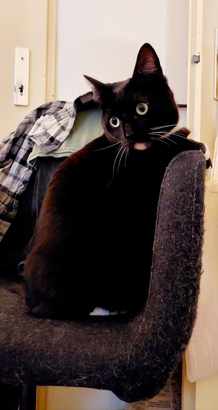 KeeK op de WeeK 7- Jarig, Kaartjes, Katten, Roti en Cadeautjes! 39 jarig KeeK op de WeeK 7- Jarig, Kaartjes, Katten, Roti en Cadeautjes!